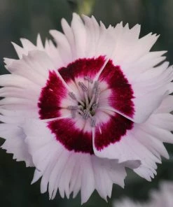 Roots Plants Dianthus 'Cocktail Cherry Daiquiri' | 2L Pot