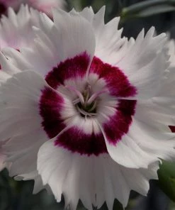 Roots Plants Dianthus 'Cocktail Cherry Daiquiri' | 2L Pot