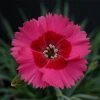 Roots Plants Dianthus 'Cocktail Cosmopolitan' | 2L Pot