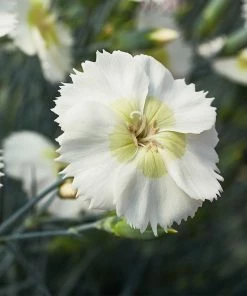Roots Plants Perennials Dianthus 'Cocktail Mojito'