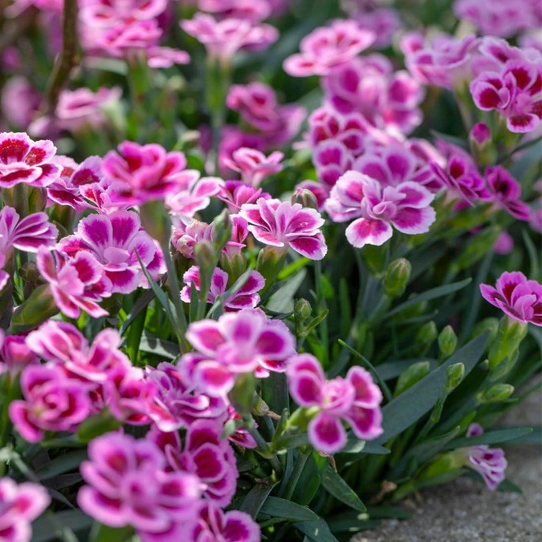 Roots Plants Dianthus 'Pink Kisses' Perennials 5 Roots Plants Dianthus 'Pink Kisses' Perennials
