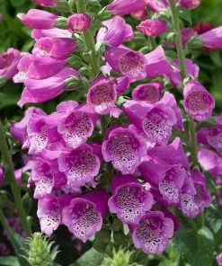 Roots Plants Perennials 50cm Foxglove Dalmatian 'Purple' | Digitalis | 5L Pot