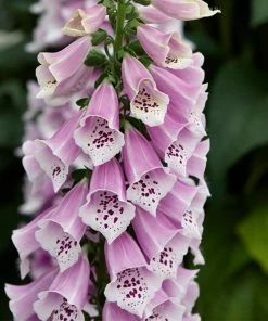 Roots Plants Perennials Foxglove 'Dalmatian Rose' | Digitalis