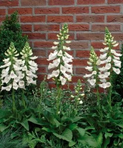Roots Plants Foxglove 'Dalmatian White' | Digitalis Perennials