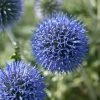 Roots Plants Perennials Echinops 'Blue Globe' | 10.5cm Pot