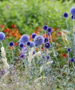Roots Plants Perennials Echinops 'Blue Globe' | 10.5cm Pot
