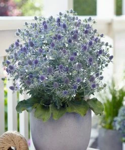 Roots Plants Perennials Eryngium 'Magical Blue Globe' | 1L Pot