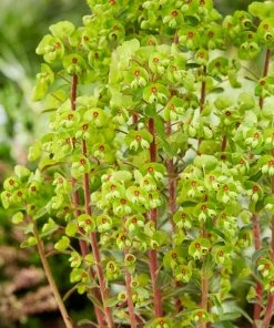 Roots Plants Perennials Euphorbia 'Ascot Rainbow'