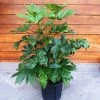 Roots Plants Fatsia 'Japonica' 18cm Pot 1 Roots Plants Fatsia 'Japonica' 18cm Pot