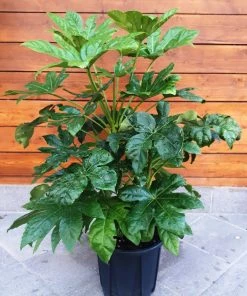 Roots Plants Fatsia 'Japonica' 18cm Pot