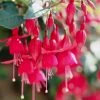 Roots Plants Fuchsia 'Red Tyrol Standard' | 3L Pot 1 Roots Plants Fuchsia 'Red Tyrol Standard' | 3L Pot