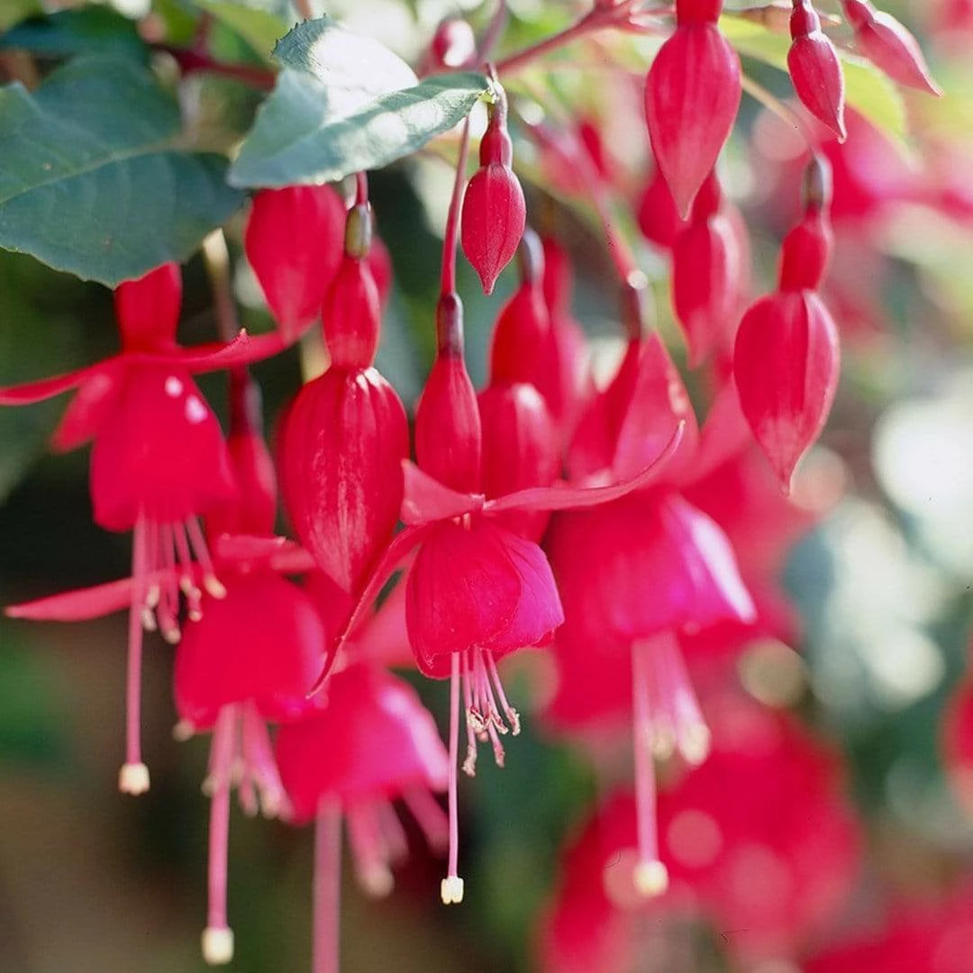 Roots Plants Fuchsia 'Red Tyrol Standard' | 3L Pot 3 Roots Plants Fuchsia 'Red Tyrol Standard' | 3L Pot
