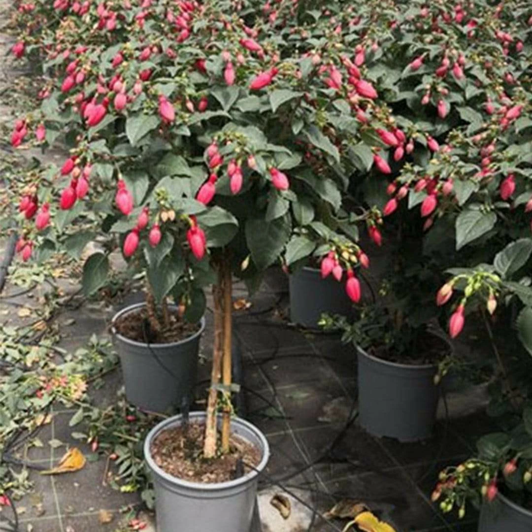 Roots Plants Fuchsia 'Red Tyrol Standard' | 3L Pot 4 Roots Plants Fuchsia 'Red Tyrol Standard' | 3L Pot