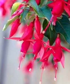 Roots Plants Fuchsia 'Red Tyrol Standard' | 3L Pot 7 Roots Plants Fuchsia 'Red Tyrol Standard' | 3L Pot