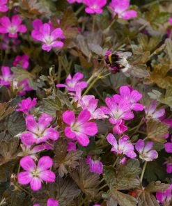 Roots Plants Geranium 'Orkney Cherry' | 1L Pot Geraniums & Pelargoniums