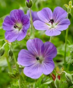 Roots Plants Geraniums & Pelargoniums Hardy Geranium Collection | 3 X 1L Pots