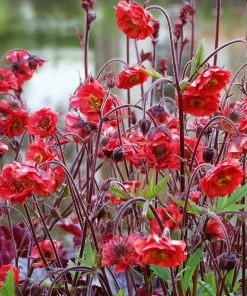 Roots Plants Geum 'Flames Of Passion' | 10.5cm Pot 8 Roots Plants Geum 'Flames Of Passion' | 10.5cm Pot