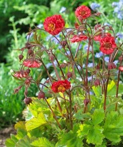 Roots Plants Geum 'Flames Of Passion' | 10.5cm Pot 9 Roots Plants Geum 'Flames Of Passion' | 10.5cm Pot