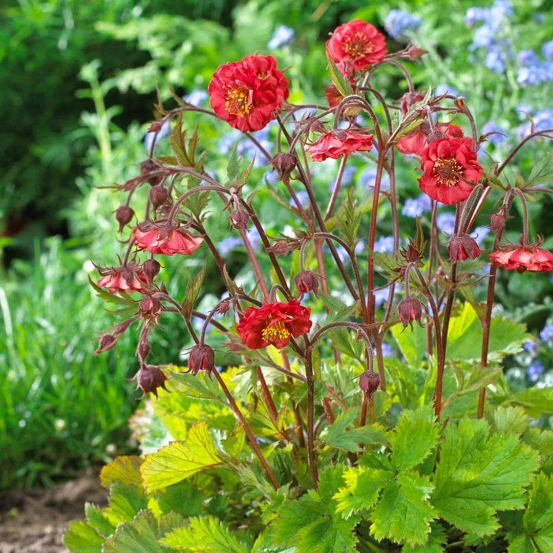Roots Plants Geum 'Flames Of Passion' | 10.5cm Pot 6 Roots Plants Geum 'Flames Of Passion' | 10.5cm Pot