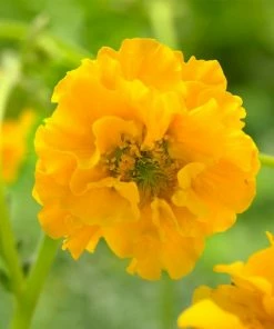 Roots Plants Perennials Geum Collection | 6 X 10.5cm Pots