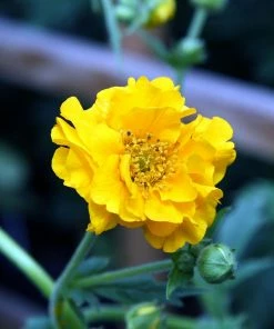 Roots Plants Perennials Geum 'Lady Stratheden'