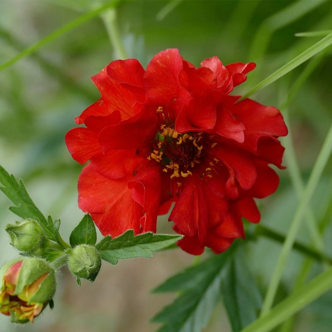 Roots Plants Perennials Geum 'Pink Petticoats' 4 Roots Plants Perennials Geum 'Pink Petticoats'