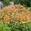 Roots Plants Perennials Geum 'Totally Tangerine'