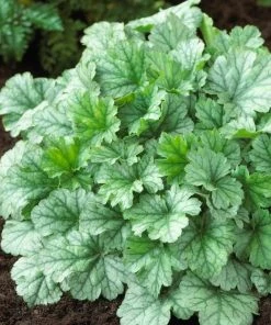 Roots Plants Heuchera Collection Perennials