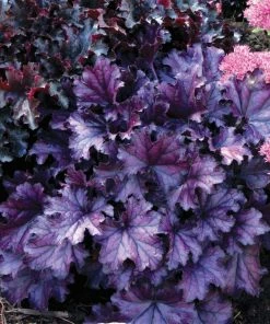 Roots Plants Heuchera Collection Perennials