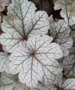 Roots Plants Heuchera 'Huckleberry' Perennials