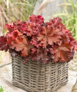 Roots Plants Perennials Heuchera'Indian Summer Boysenberry' | 3L Pot