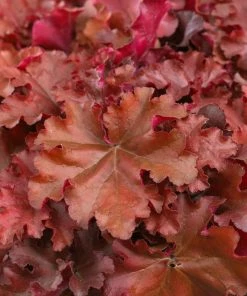 Roots Plants Perennials Heuchera 'Indian Summer Boysenberry' | 3L Pot 6 Roots Plants Perennials Heuchera 'Indian Summer Boysenberry' | 3L Pot