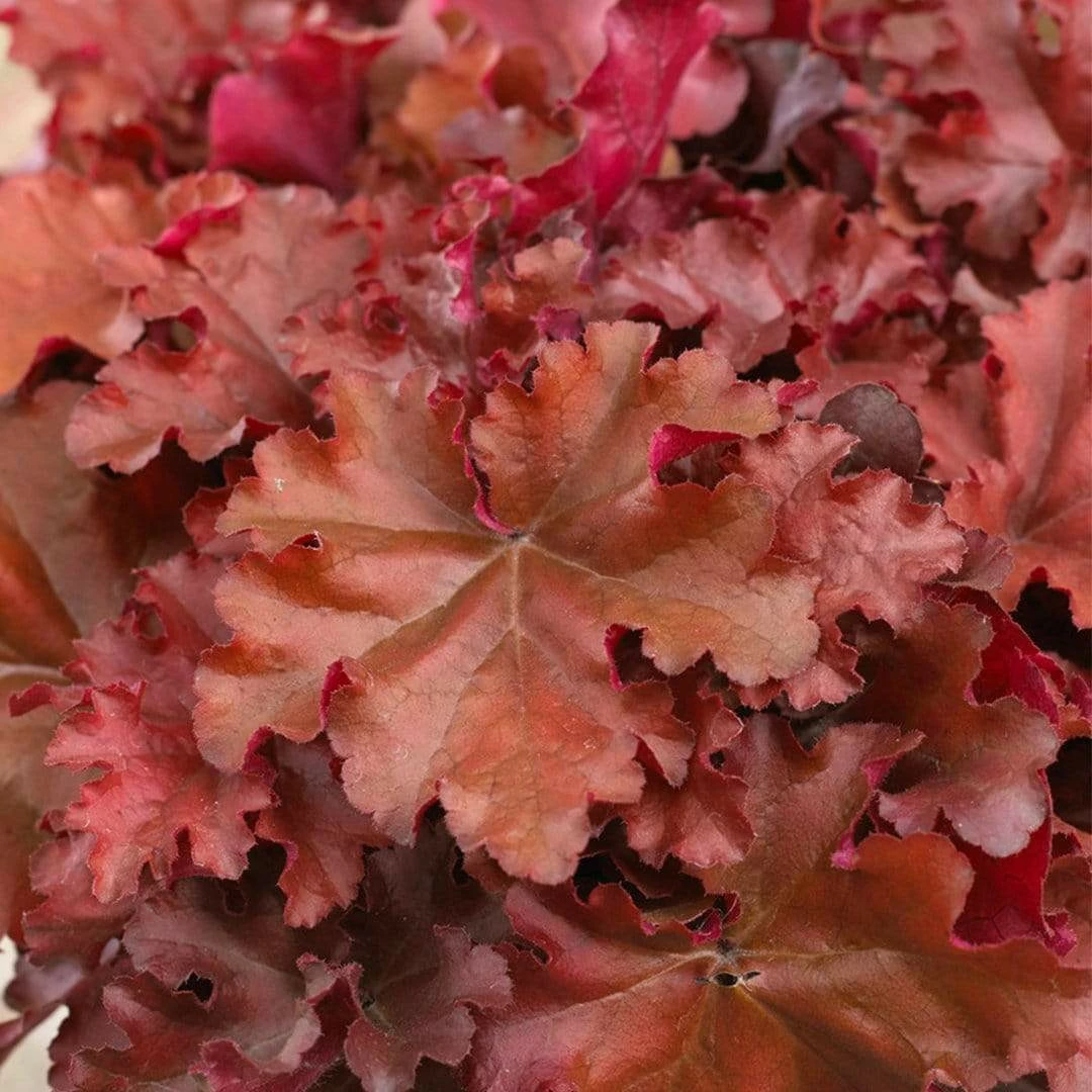 Roots Plants Perennials Heuchera 'Indian Summer Boysenberry' | 3L Pot 4 Roots Plants Perennials Heuchera 'Indian Summer Boysenberry' | 3L Pot