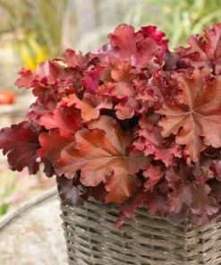 Roots Plants Perennials Heuchera 'Indian Summer Boysenberry' | 3L Pot 7 Roots Plants Perennials Heuchera 'Indian Summer Boysenberry' | 3L Pot
