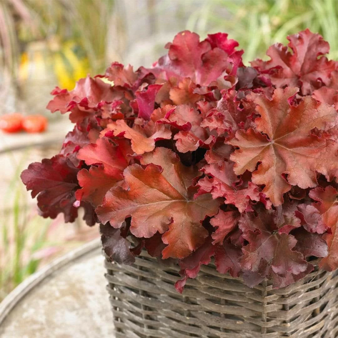 Roots Plants Perennials Heuchera 'Indian Summer Boysenberry' | 3L Pot 5 Roots Plants Perennials Heuchera 'Indian Summer Boysenberry' | 3L Pot