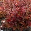 Roots Plants Heuchera 'Indian Summer Cranberry' Perennials