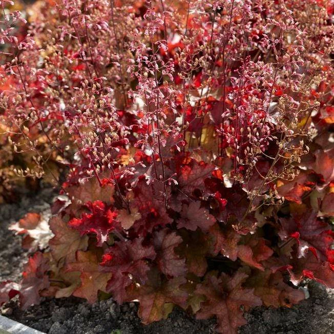 Roots Plants Perennials Red Yellow & Orange Perennial Plants Collection | Summer Flame Collection 4 Roots Plants Perennials Red Yellow & Orange Perennial Plants Collection | Summer Flame Collection
