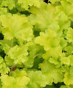 Roots Plants Heuchera Collection Perennials