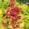 Roots Plants Perennials Heuchera 'Paris'