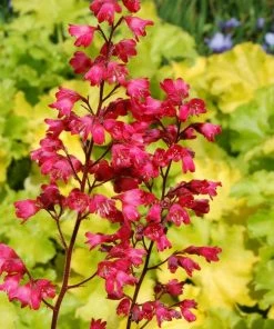 Roots Plants Perennials Heuchera'Paris'