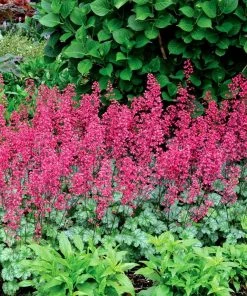 Roots Plants Perennials Heuchera 'Paris'