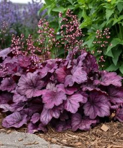 Roots Plants Heuchera 'Wild Rose' | 3L Pot