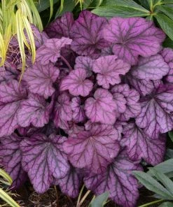 Roots Plants Heuchera 'Wild Rose' | 3L Pot