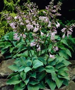 Roots Plants Hosta 'Blue Cadet'