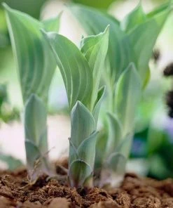Roots Plants Hosta 'Blue Cadet'
