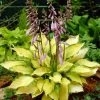 Roots Plants Hosta 'Lady Guinevere'