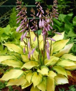 Roots Plants Perennials Hosta Collection | 6 X 1L Pots 15 Roots Plants Perennials Hosta Collection | 6 X 1L Pots