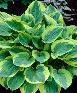 Roots Plants Perennials Hosta Collection | 6 X 1L Pots 12 Roots Plants Perennials Hosta Collection | 6 X 1L Pots