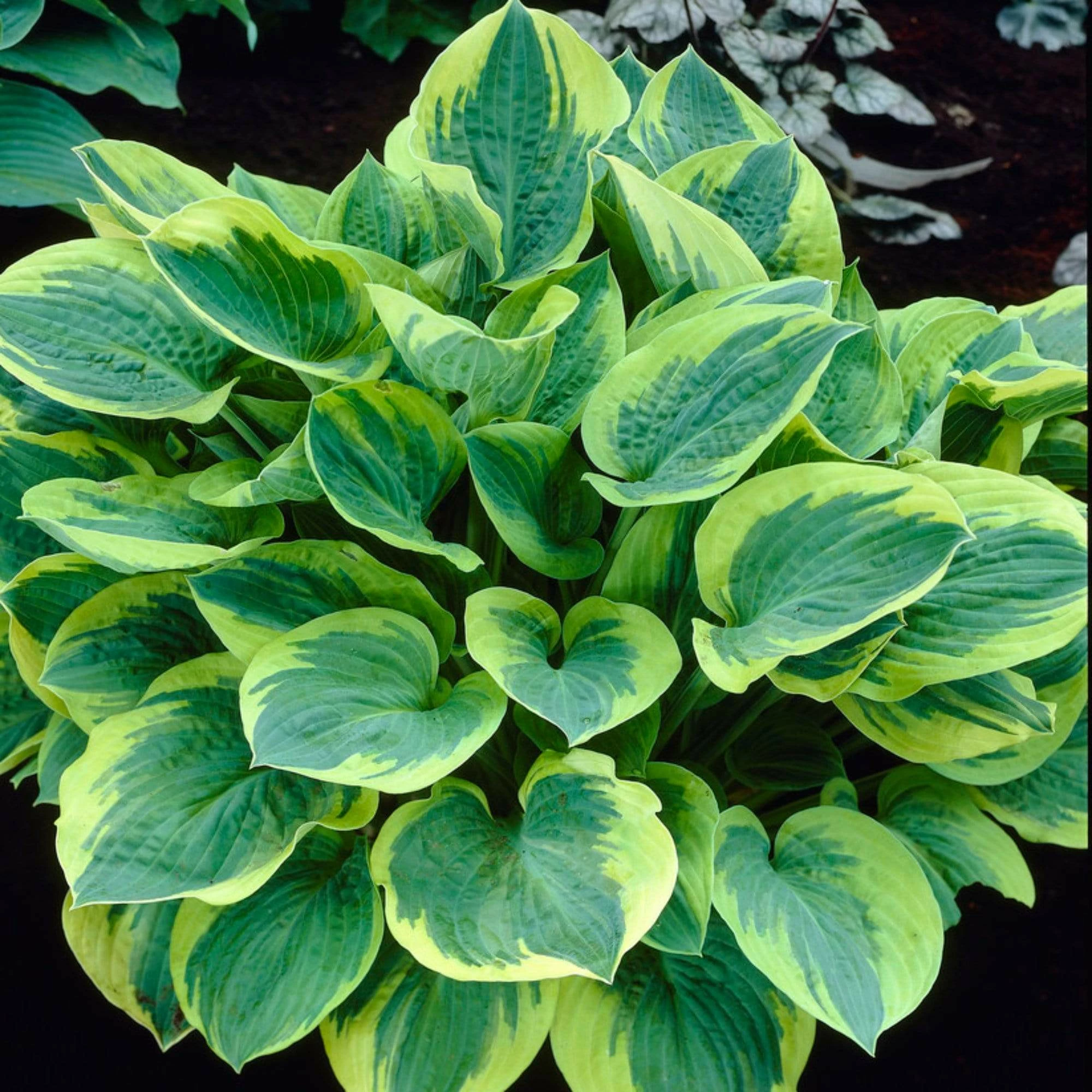 Roots Plants Perennials Hosta Collection | 6 X 1L Pots 6 Roots Plants Perennials Hosta Collection | 6 X 1L Pots