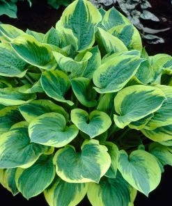 Roots Plants Hosta 'Wide Brim' | 1L Pot Perennials